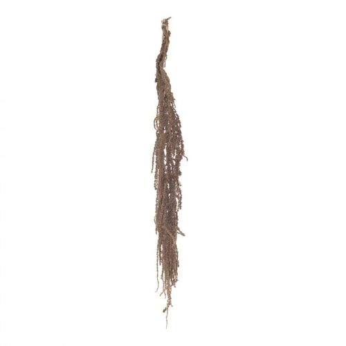 Rogue Preserved Amaranthus 50-70cm - Rust