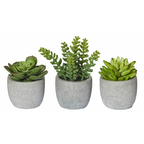 Rogue Succulent Cement Pot assorted
