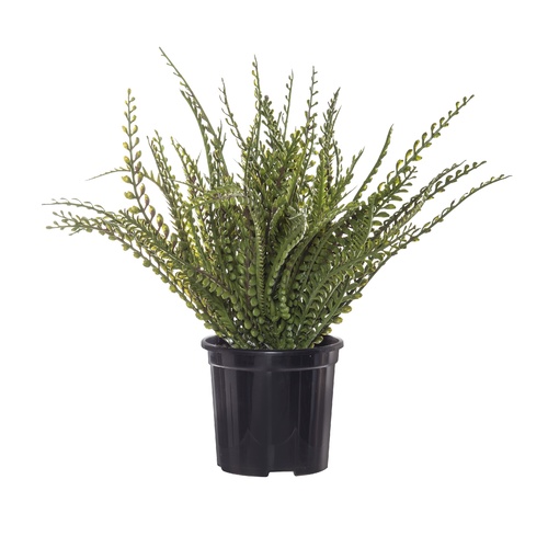 Rogue Baby Jewel Fern Garden Pot - 29cmh