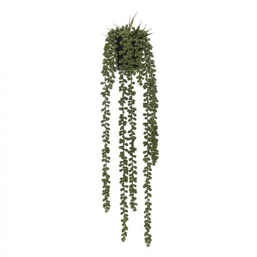 Rogue Hanging Pearl in Pot 60cm