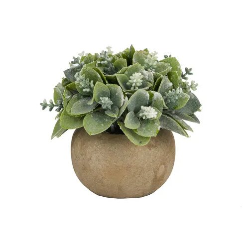 Life Botanic White Flowering Succulent Round Pot 11cm