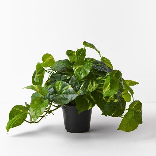 Floral Interiors Pothos Hanging Bush in Pot 30cm - Green