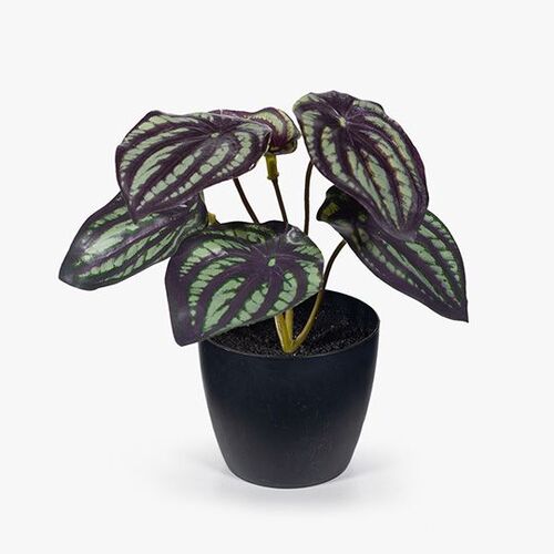 Floral Interiors Peperomia Watermelon in Pot 15cm - Dark Green