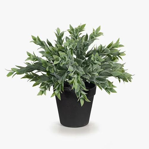 FI8338GY Ruscus Bush in Pot