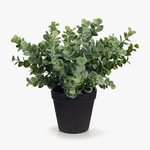FI8339GY Eucalyptus Bush in Pot