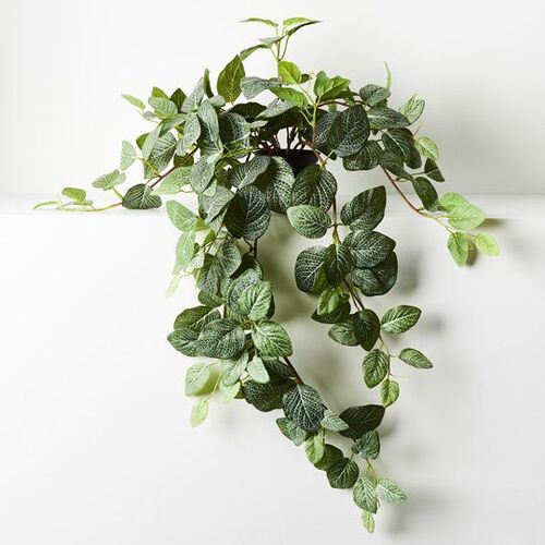 Floral Interiors Fittonia Hanging Bush in Pot 77cm - Green