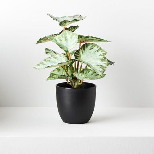 Floral Interiors Begonia in Pot 25cm - Green