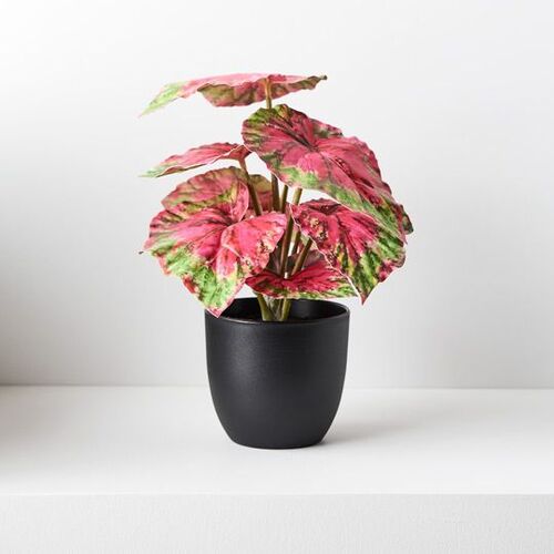 Floral Interiors Begonia in Pot 25cm - Red Green