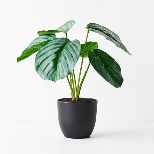Floral Interiors Calathea Plant 28cm-Green