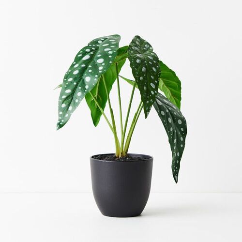 Floral Interiors Begonia Maculata Plant 28cm - Green