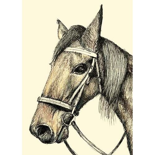 Nuovo Horse Illustration Card