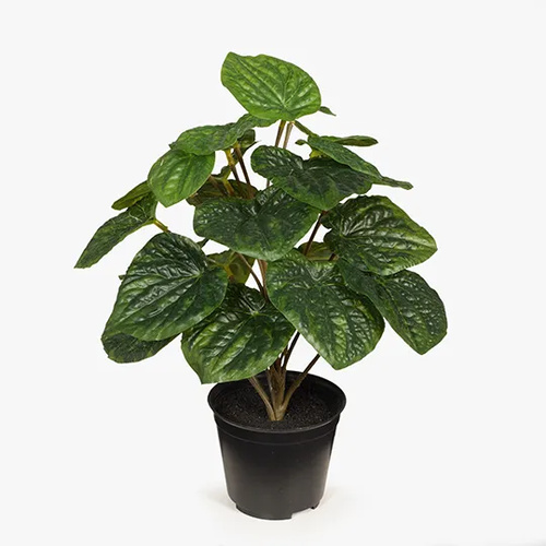 Floral Interiors Peperomia Caperata in a Pot Green 26cmh
